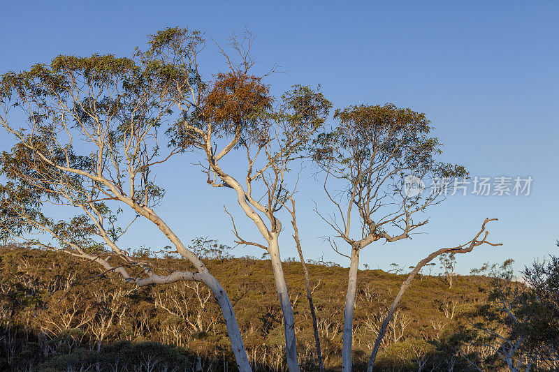 澳大利亚新南威尔士州蓝山国家公园的Wollangambe河/峡谷区
